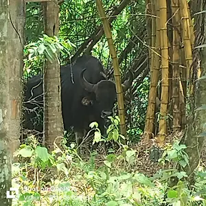  Lodge Maya Forest